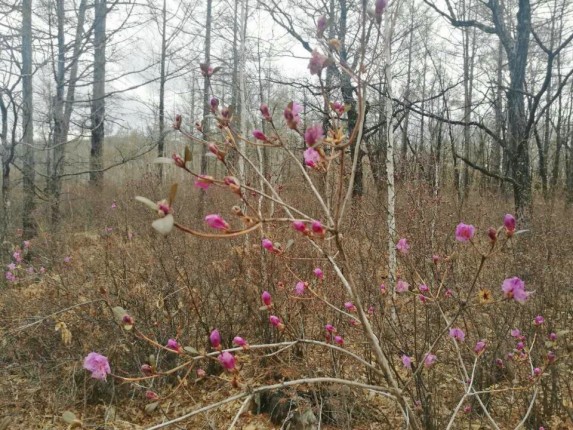  �����������ɭ�ֹ�԰�ž麬������ӭ��԰