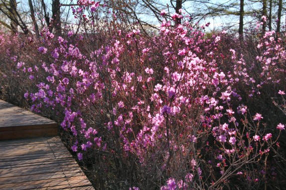  �ž黨����